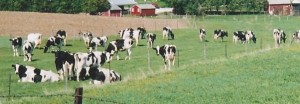 holstein cows in green pasture, red barn in background