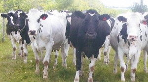 Holstein cows looking at you.