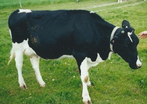 holstein cow, side-view