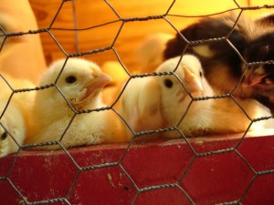 Baby Chicks looking through chicken wire