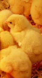 day old chicks, yellow baby chicks