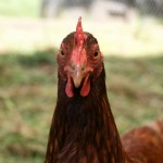 The Story of Red, the Little Hen: Part 1