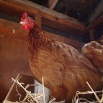 The Story of Red, the Little Hen: Part 2