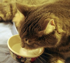 Gray cat, cat drinking milk, milk bowl, milk
