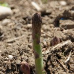The Trick to Picking Asparagus