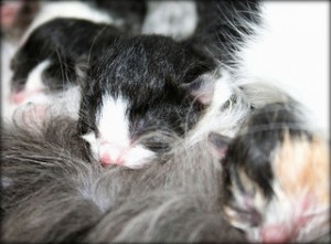 baby kittens (eyes shut) lying by mother 
