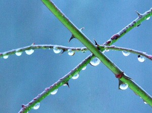 Thorns, switches, dewdrops