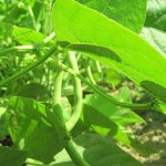 Spiced Green Beans