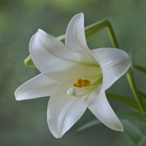 Easter, Easter lily, white lily,