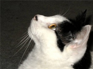 cat, cat face, black and white cat,