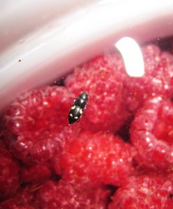 red raspberries, bug, raspberry bug