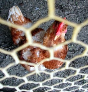 Red hen, hen, chicken, chicken wire, chicken wire fence, fence