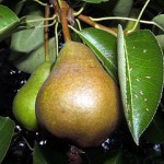 A Pair and Pears