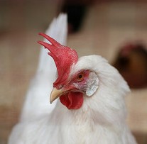 Rooster, white rooster, rooster face,