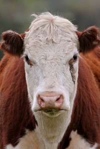Hereford, Hereford face, cattle, bovine, beef cattle,