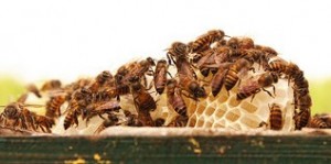bees, honey comb,