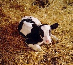 calf, holstein calf, straw bedding, calf lying down,