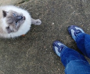 cat, begging cat, tennis shoes, blue jeans, white cat,
