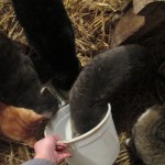 cats, barn cats, feeding barn cats, cat chores,