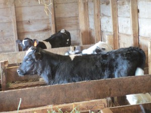 Calf pens, calf stalls, calves, holstein calves, calf shed,