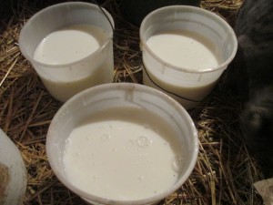 calf food, raw milk, milk pails, 
