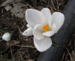 spring flower, crocus,