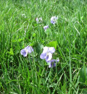 spring flowers, wild violets, violet, grass,