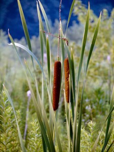 cattails, brown cattails, cattails with green leaves,