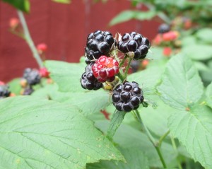 black Raspberries, Wild black Raspberries, raspberries, Raspberry plants,