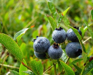blueberries on the plant, blueberry bush, ripe blueberries,