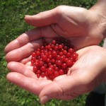 red currants, Hand full of currents, Hand full, berries, hands,
