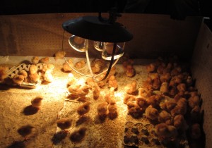 brooder lights, young chicks, brooder house, heat lamps,