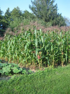 Sweet corn, tasseling corn, corn stalks, corn patch, garden,
