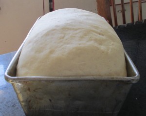Bread dough, rising bread dough, loaf pan,