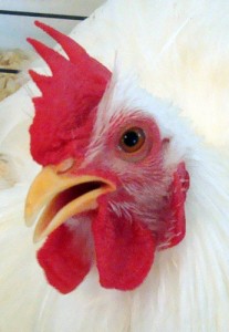 white rooster face, rooster face, white rooster, chicken, white chicken, white chicken face, rooster,