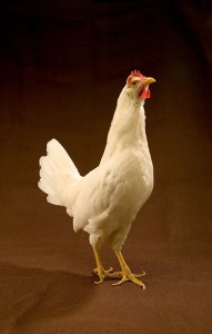 young white rooster, young rooster, white rooster,