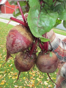 beets, red beets, garden produce, beet greens,