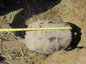 Turtle Shell, tape measure,