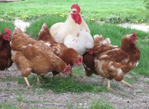 Gold Star rooster, Gold star hens, White rooster, red hens,