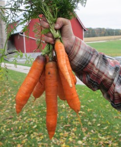 carrots. garden produce, carrot leaves,