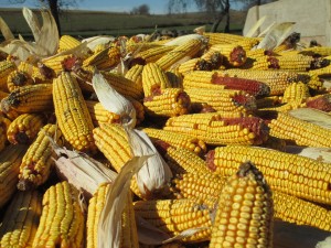 Field corn, Ear corn harvest, field corn on the cob, corn, corn harvest,