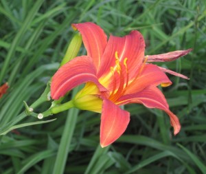 dark orange day lily, day lily in bloom, old-fashioned day lily,