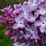 Lilac Unnoticed