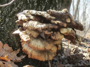Shelf fungus, hardwood forest, 