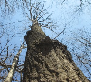 Tree trunk, Shelf fungi, blue sky in spring,