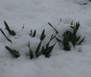 springtime snow, daffodils emerging, daffodils,
