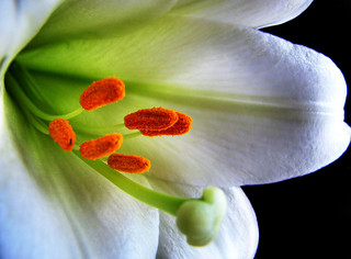 Easter, Easter lily, Lily,