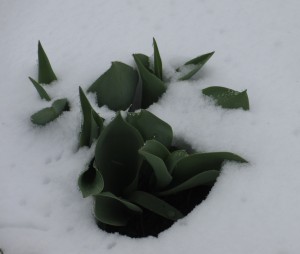 tulip leaves, tulip in snow, snow in spring
