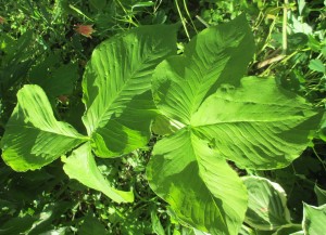 Jack-in-the-Pulpit leaves,