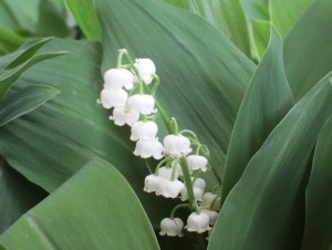 lily of the valley,